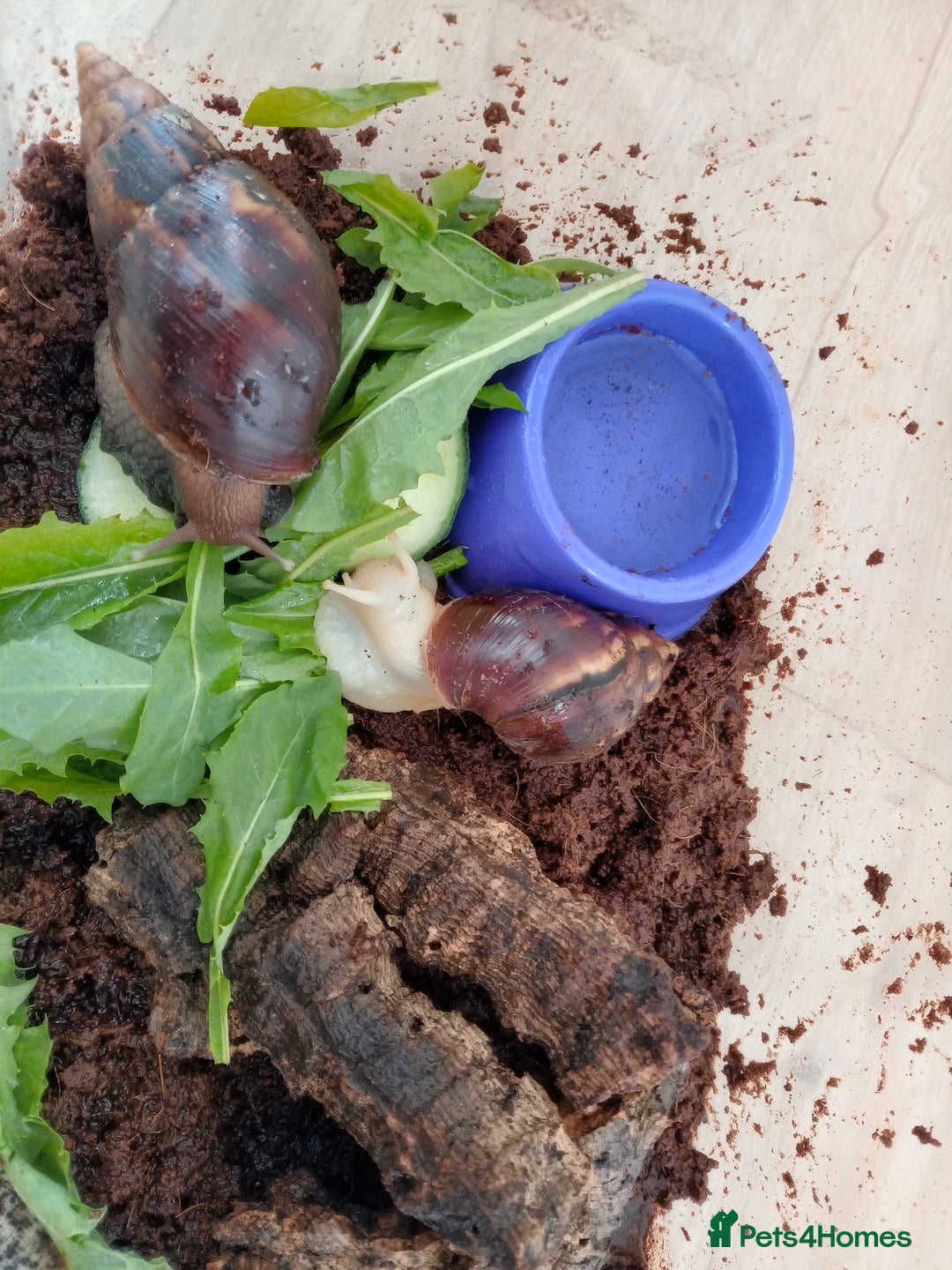 Snails invertebrates for sale: 2 Giant African Land Snails with enclosure  - Image 3