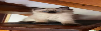 Ragdoll 4