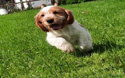 Cocker Spaniel dogs for sale: Cocker spaniel puppies  - Image 2