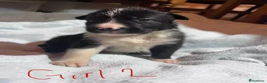 Puppy 2 - Girl