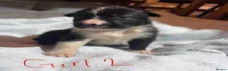 Border Collie dogs for sale: Border Collie Pups - 5 Girl & 5 Boys in Neath - Advert 10