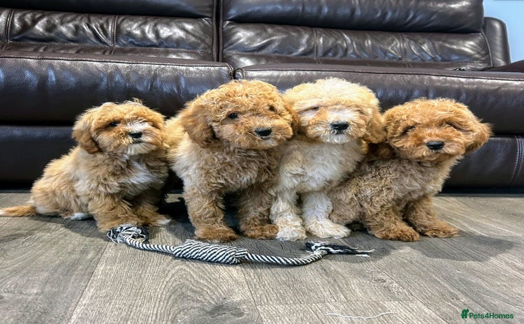 Cavapoo dogs - Advert 1