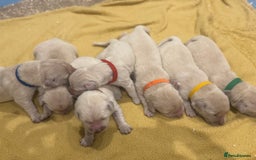 Golden Retriever dogs for sale: 7 beautiful Golden Retriever puppies  - Image 2