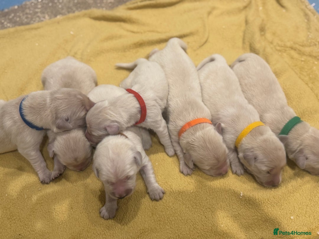 Golden Retriever dogs for sale: 7 beautiful Golden Retriever puppies  - Image 2