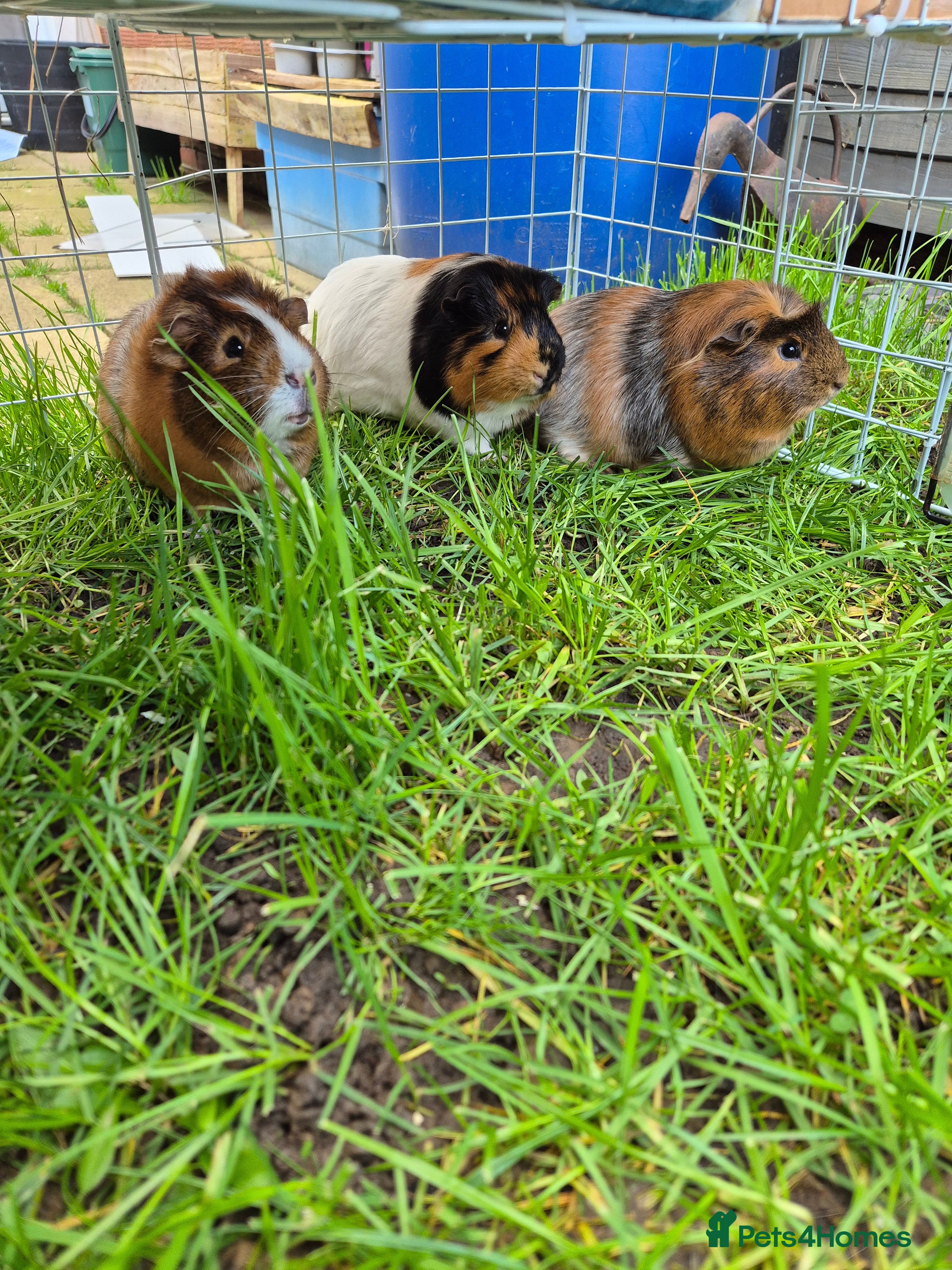Guinea Pig rodents 3 beautiful male guniapigs  - Advert 4