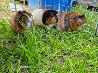 Guinea Pig rodents 3 beautiful male guniapigs - Advert 4