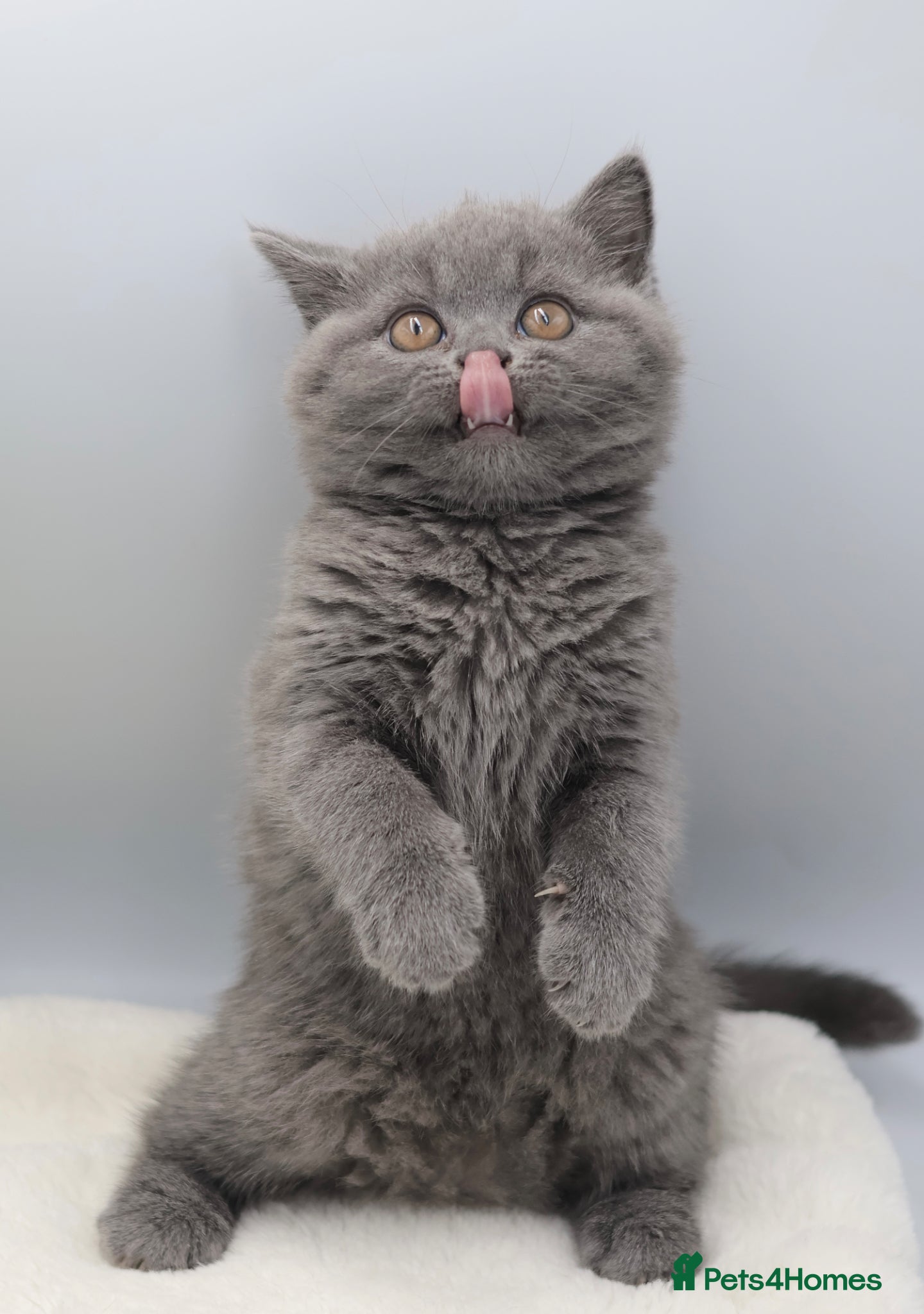British Shorthair cats PEDIGREE REGISTERED CHUNKY BRITISH SHORTHAIRS - Advert 2