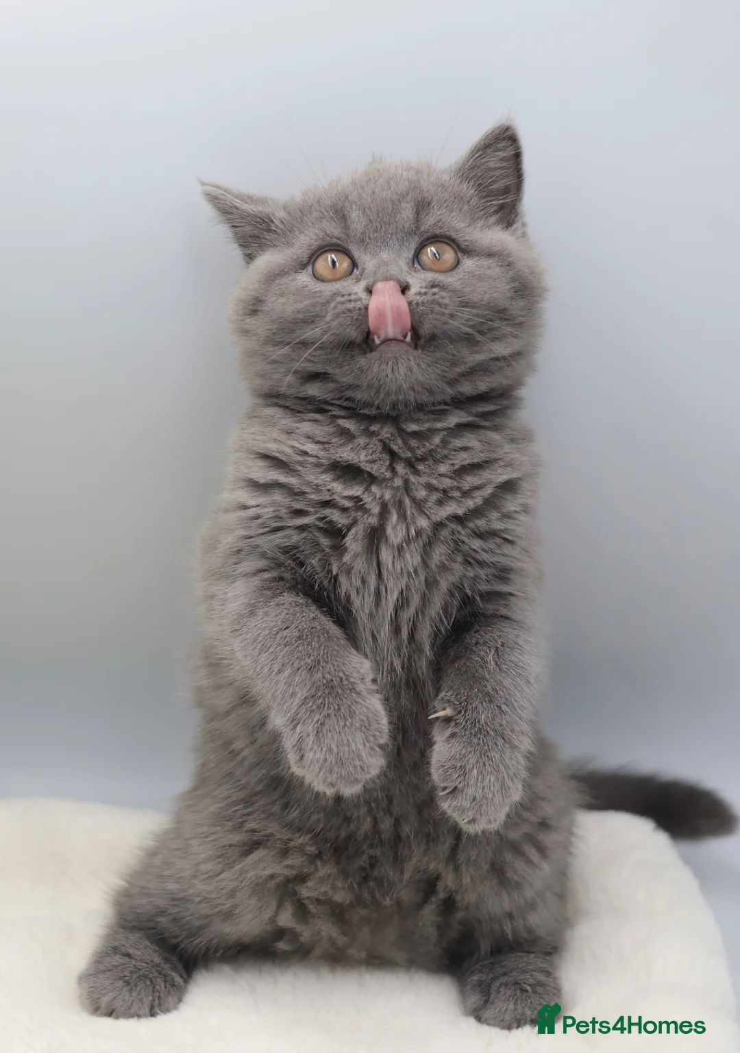 British Shorthair cats for sale: PEDIGREE REGISTERED CHUNKY BRITISH SHORTHAIRS - Advert 2