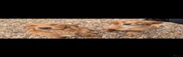 Golden Retriever dogs for sale: Golden retriever female - Advert 4