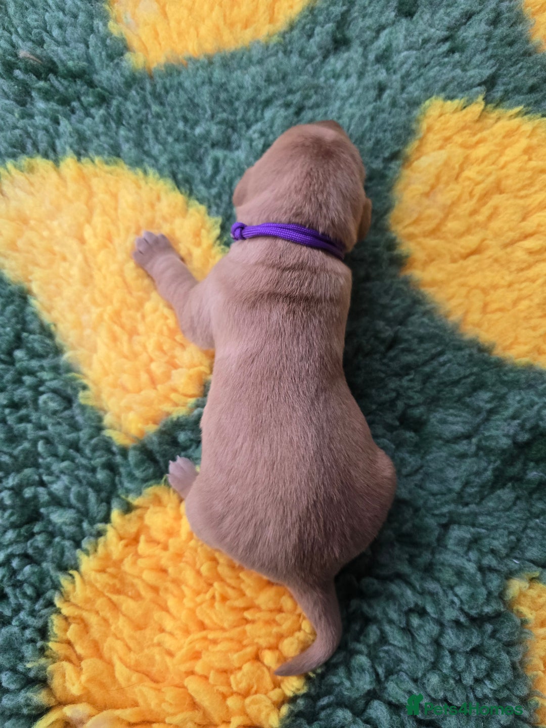 Labrador Retriever dogs for sale: KC Registered Labrador Puppies. - Advert 24