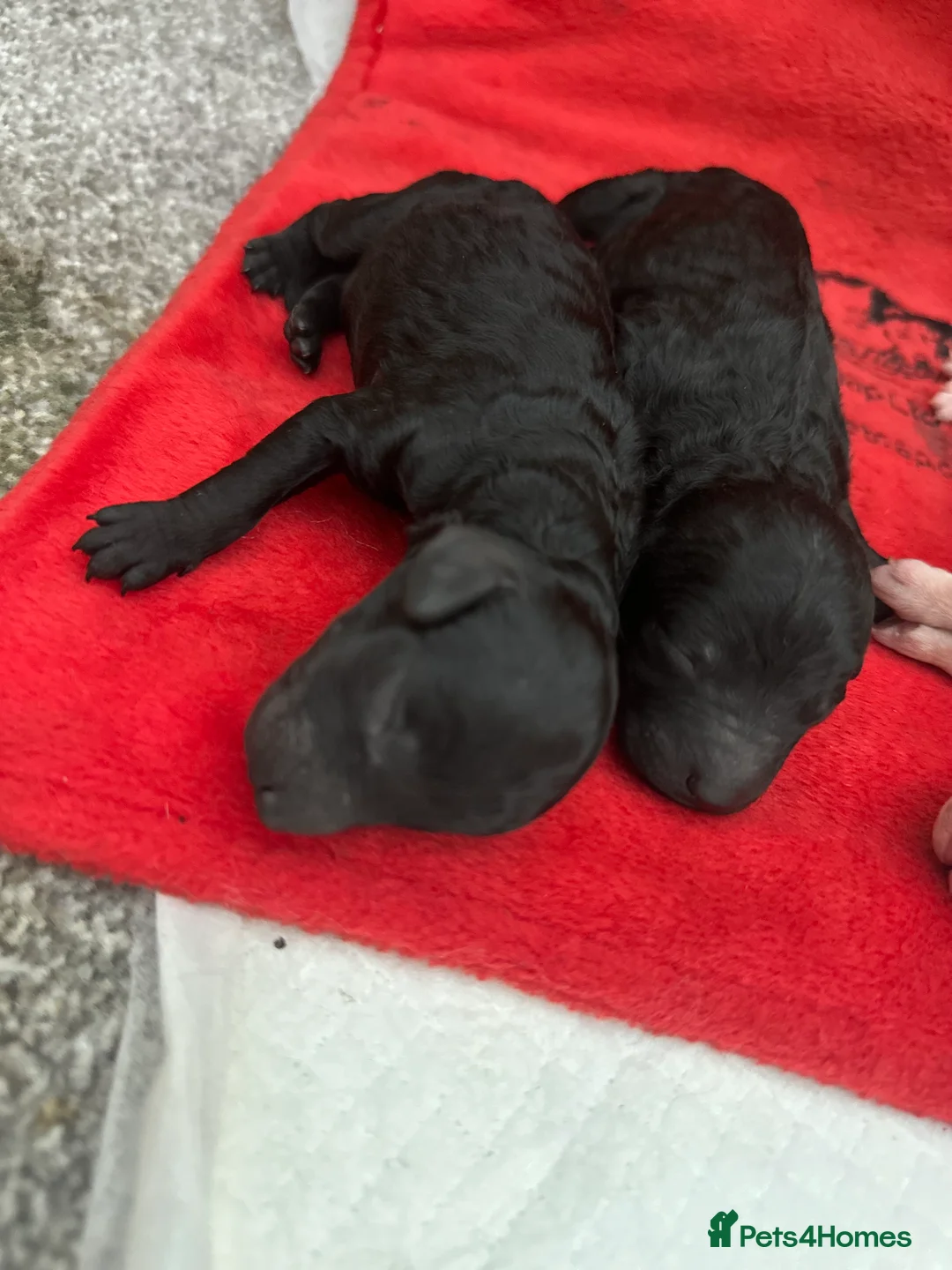 Miniature Poodle dogs for sale: Beautiful Miniature Poodles ** 2 now available  - Advert 5