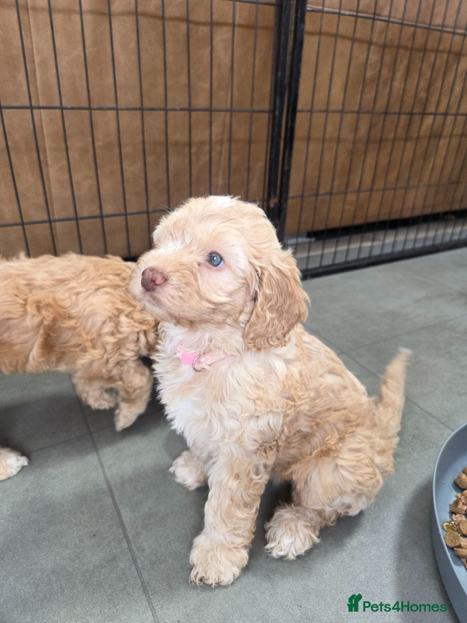 Cockapoo dogs Our Beautiful litter of F1 Cockapoo puppies  - Advert 1