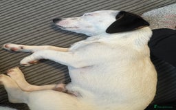 Jack Russell dogs for sale: Boy jack russel - Image 2