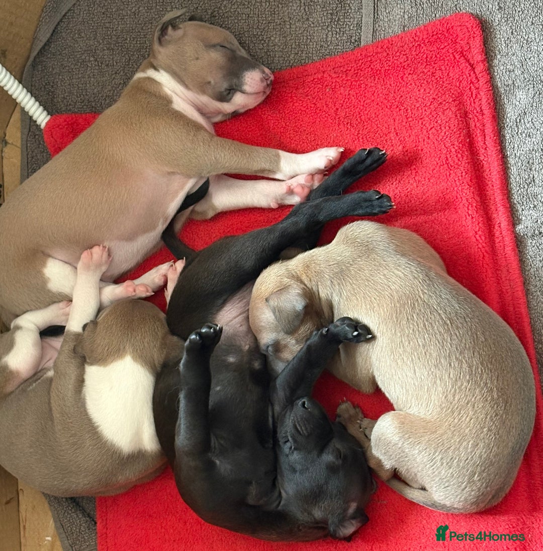Italian Greyhound dogs for sale: Beautiful Italian Greyhound puppies for sale  - Image 29