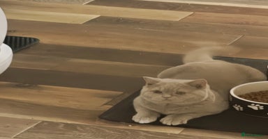 British Shorthair cats - Advert 5