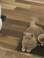 British Shorthair cats - Advert 5
