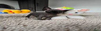 Sphynx Kitten 3