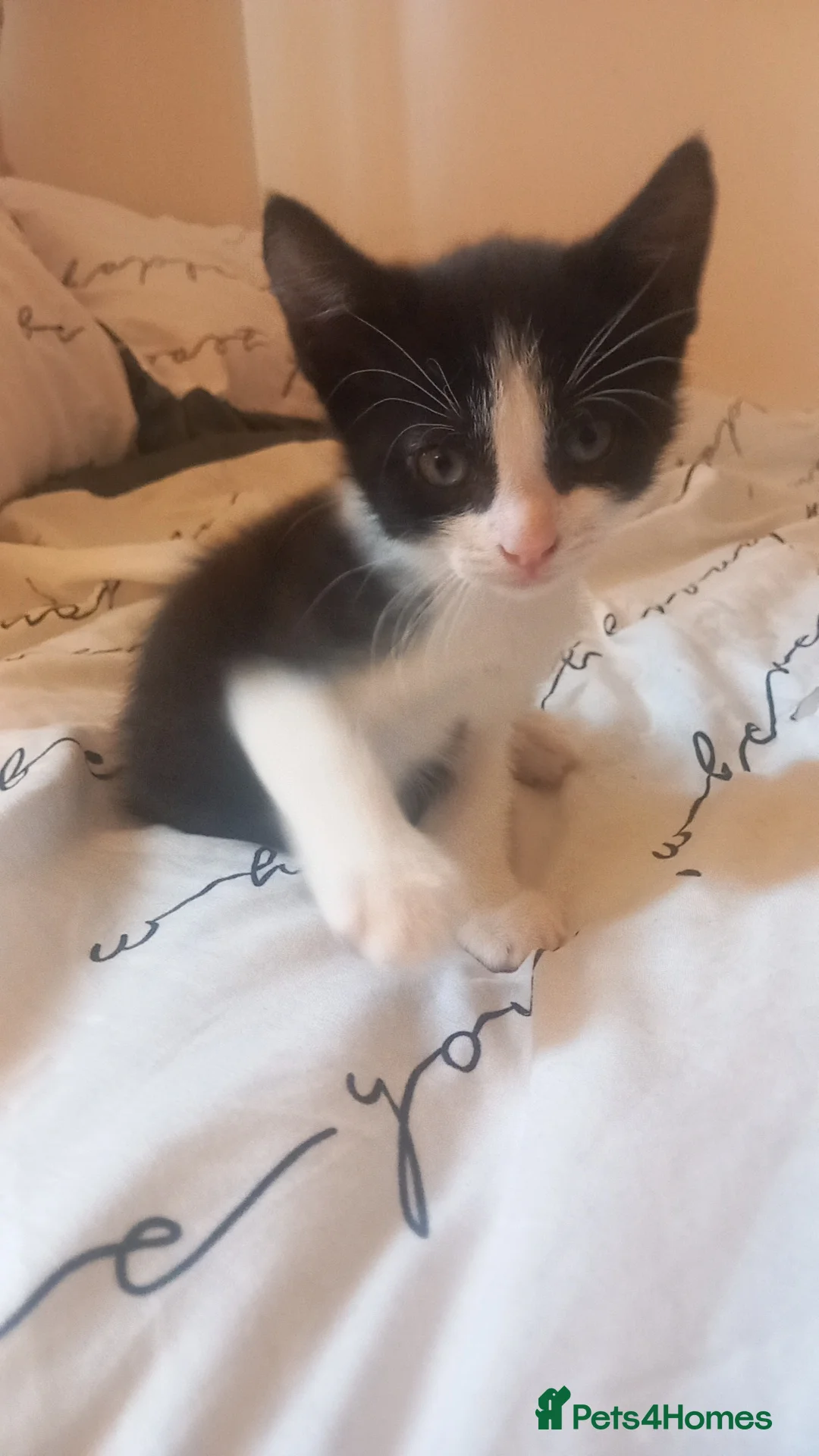 Mixed Breed cats for sale: Male kittens - Advert 1