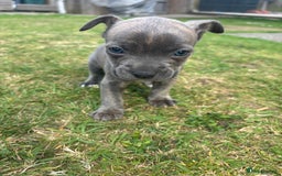 Mixed Breed dogs for sale: French Bull Jacks  (4 x boys 1 x girl) - Image 21
