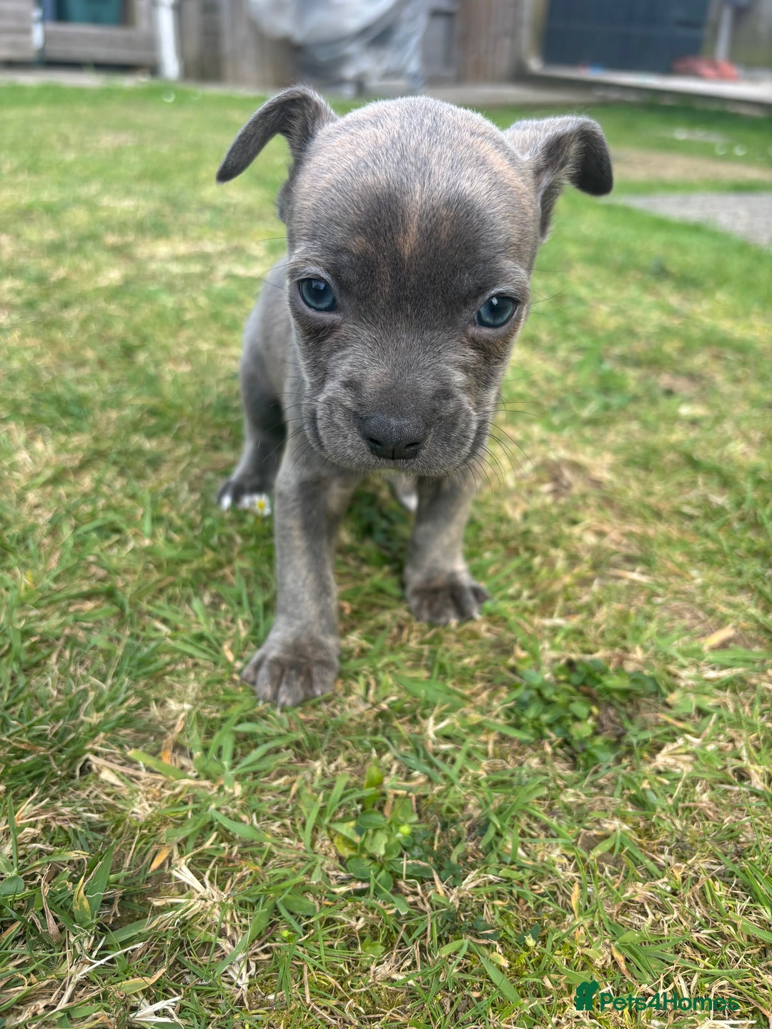 Mixed Breed dogs for sale: French Bull Jacks  (4 x boys 1 x girl) - Image 21