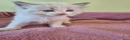 Ragdoll cats for sale: Ragdoll kittens GCCF regsitered - Advert 5