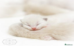 Ragdoll cats for sale: Ragdoll Bicolor Kitten Girl LPBB TICA REDUCED!!! - Image 6