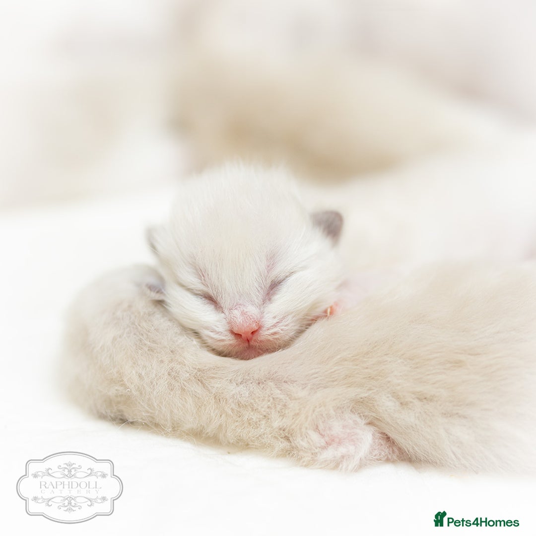 Ragdoll cats for sale: Ragdoll Bicolor Kitten Girl LPBB TICA REDUCED!!! - Image 6