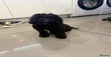 Cockapoo dogs Cockerpoo puppies  - Advert 7