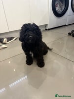 Cockapoo dogs Cockerpoo puppies - Advert 7