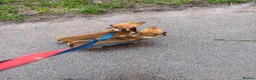 Dachshund dogs for sale: Mum and daughter mini dashounds for adoption   - Advert 8