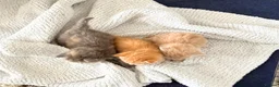 Maine Coon cats for sale: Maine Coon X BSH Kittens - Advert 4