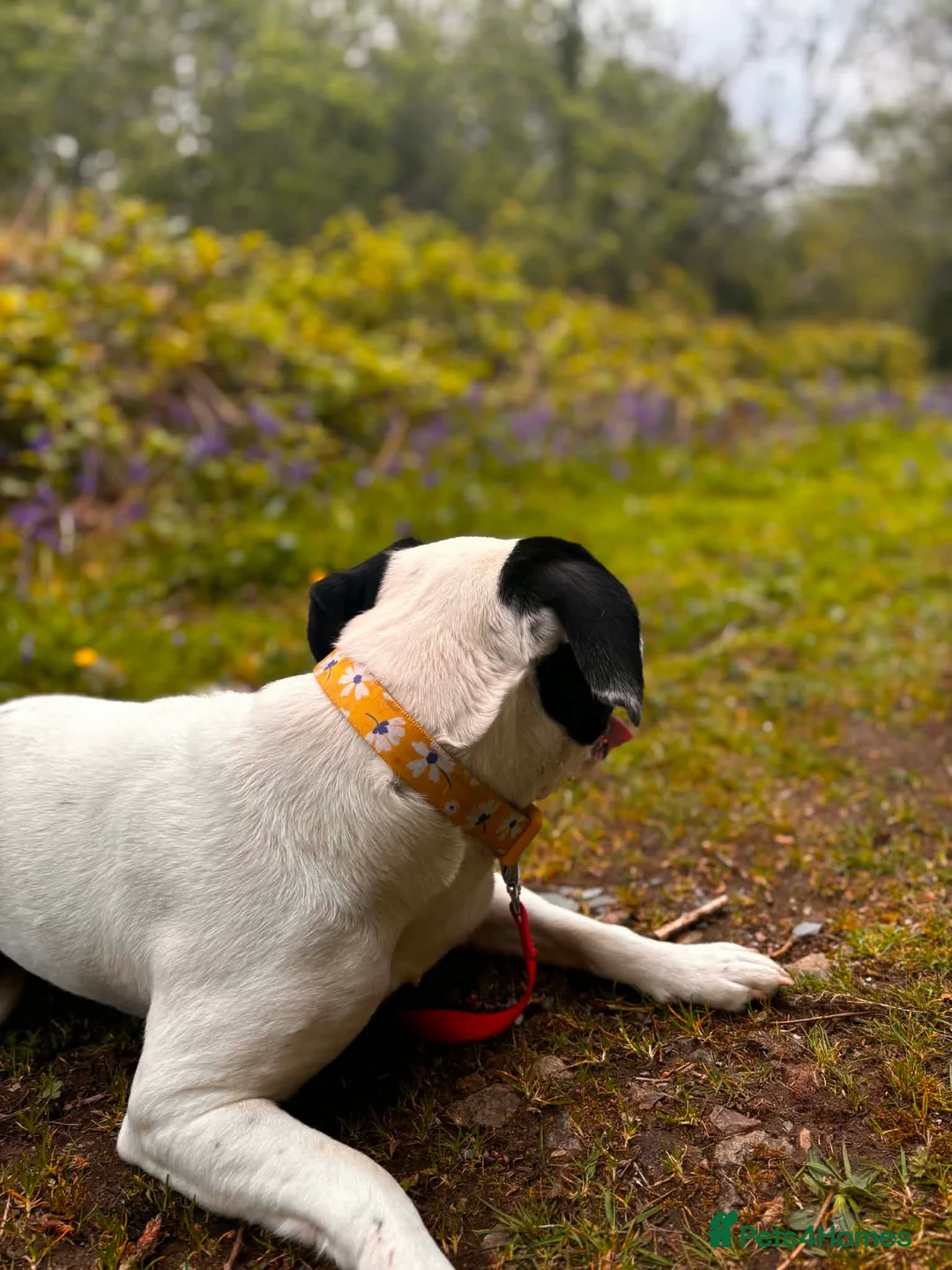 Mixed Breed dogs for sale: Daisy. Staffy X in Camborne - Advert 3