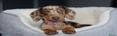Dachshund 5