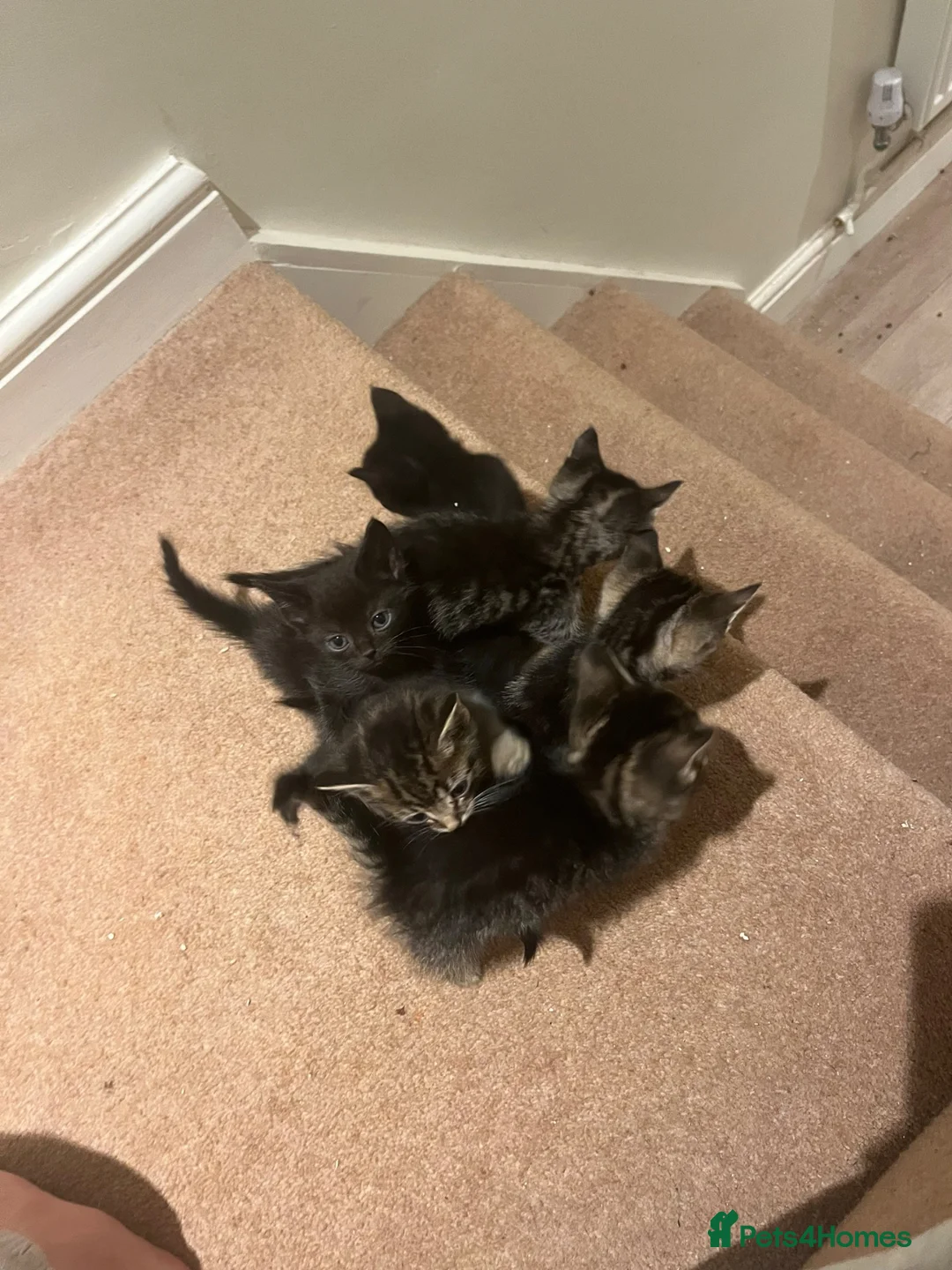 American Shorthair cats for sale: 6 beautiful kittens!! - Advert 2
