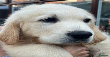 Golden Retriever dogs - Advert 9