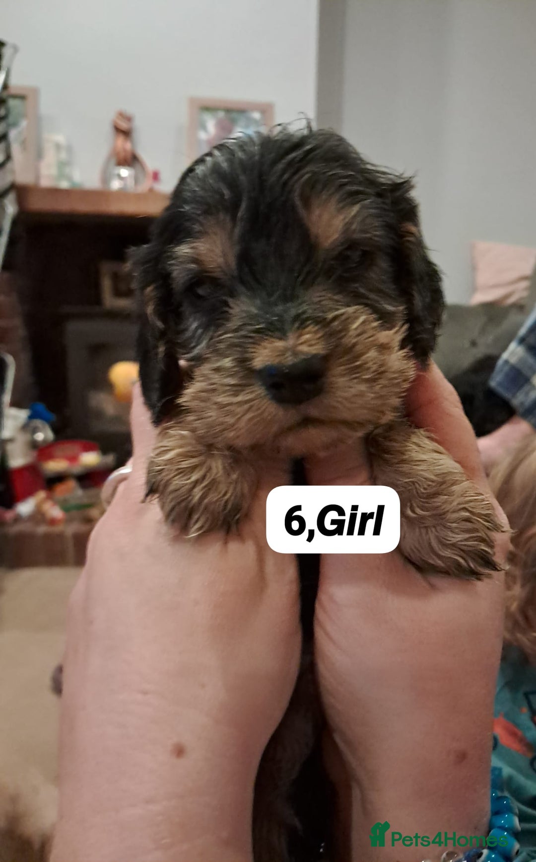 Cocker Spaniel dogs for sale: Show type Cocker spaniel puppies for sale - Image 7