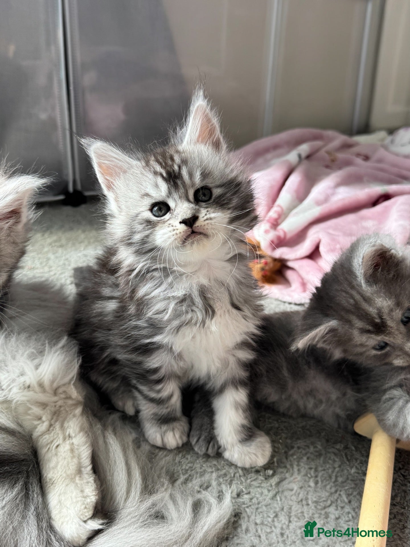 Maine Coon cats 🌟🌟 Amazing Kittens Maine Coon 🌟🌟 - Advert 2