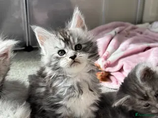 Maine Coon cats 🌟🌟 Amazing Kittens Maine Coon 🌟🌟 - Advert 2