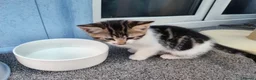 Mixed Breed cats for sale: Stunning Torbie girl ready to leave now  - Advert 20