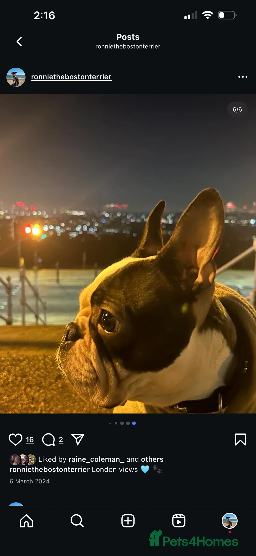 Boston Terrier dogs for stud: Boston terrier for stud  - Advert 7