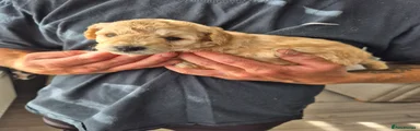 Cherry red collar