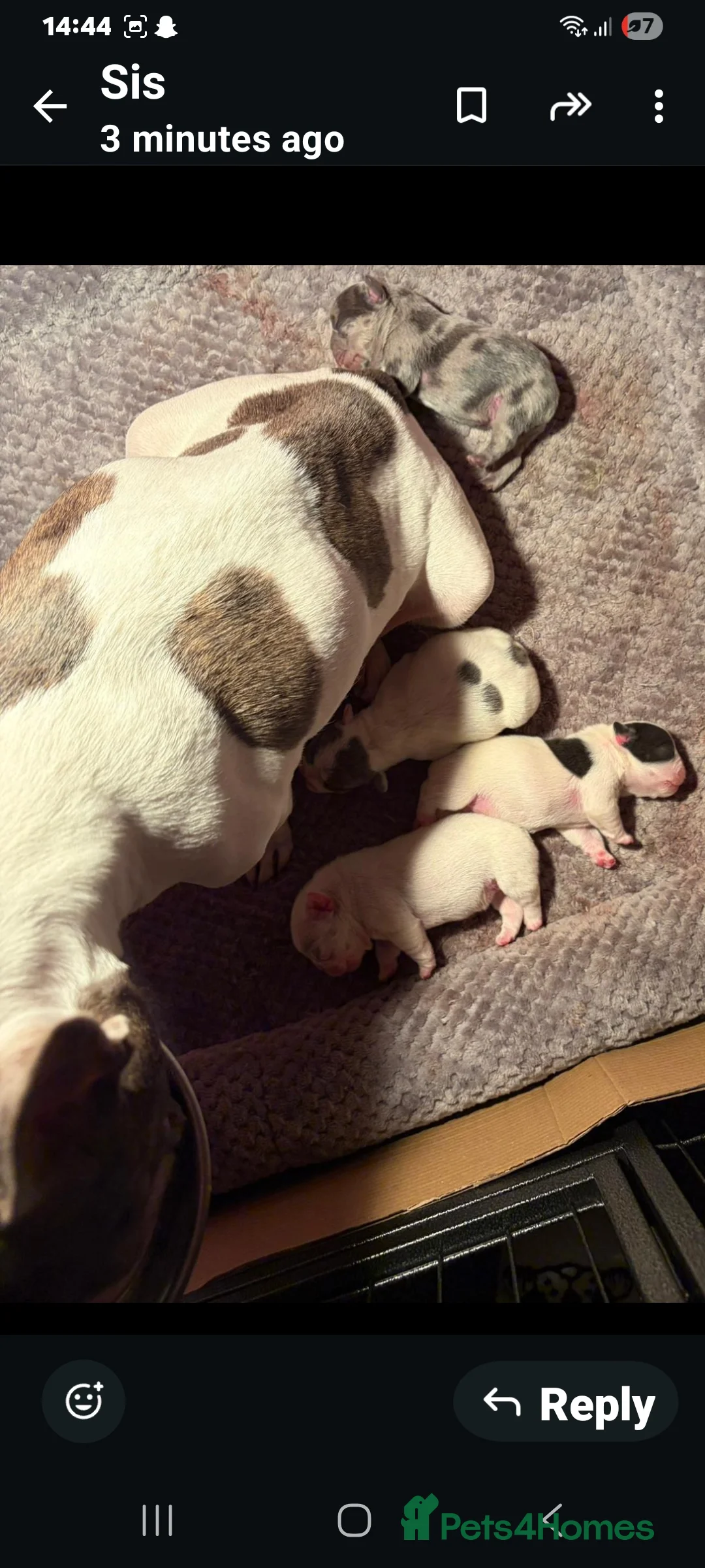 French Bulldog dogs for sale: Beautiful French bulldog pups - Advert 5