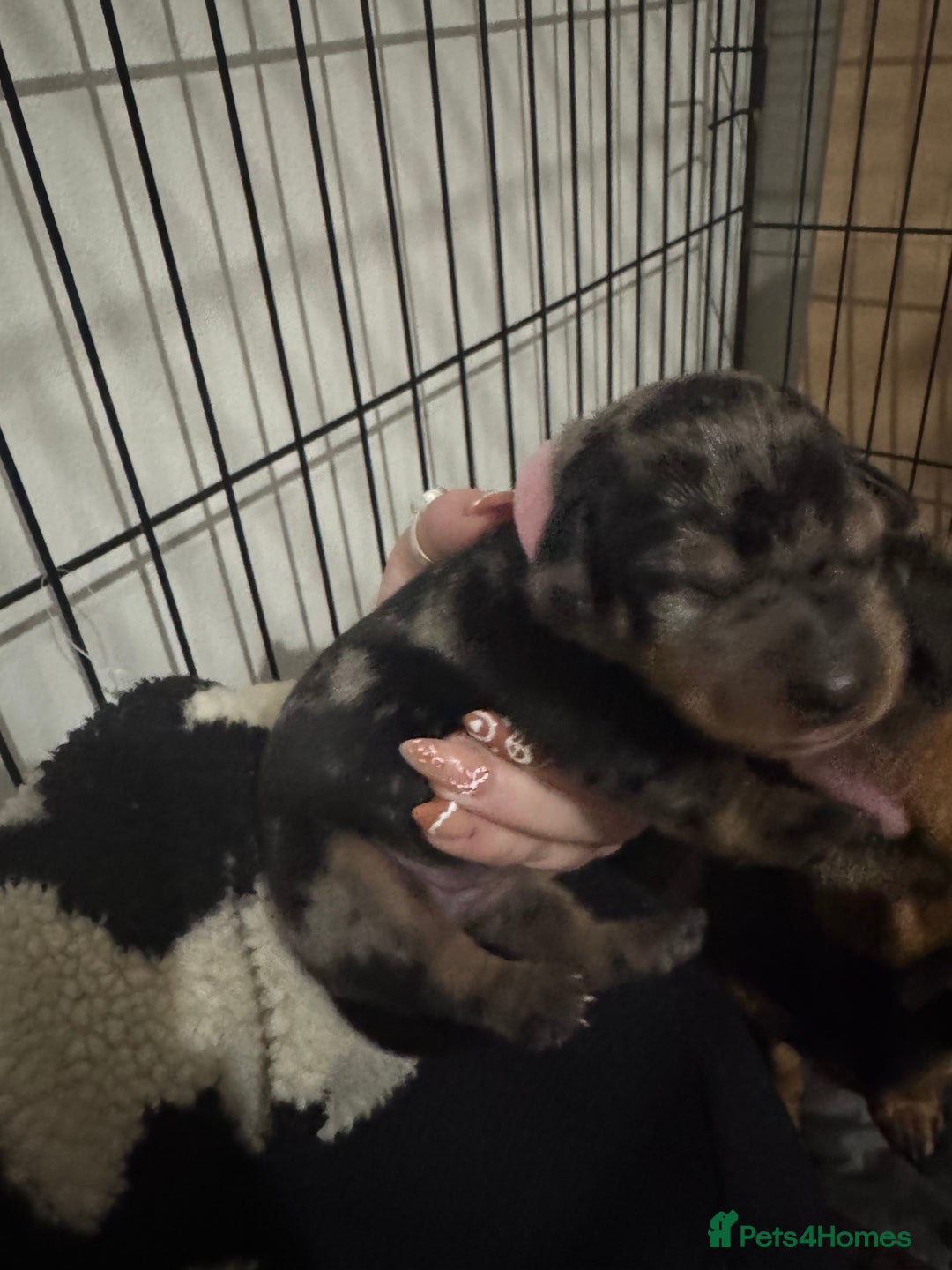 Mixed Breed dogs for sale: Miniature dachshund x jack russel - Advert 3