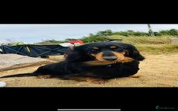 Dachshund dogs for sale: STANDARD LONGHAIR DACHSHUNDS - Image 12