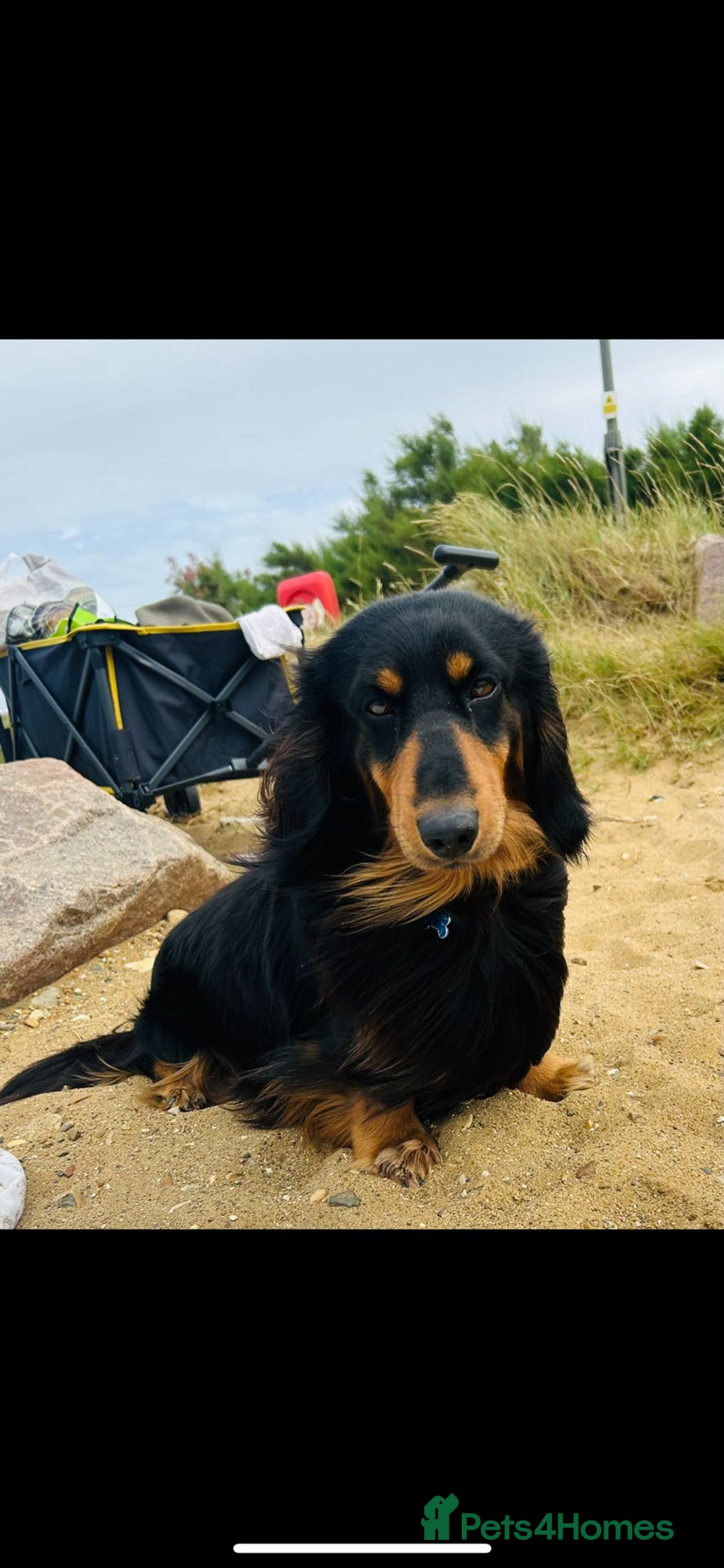 Dachshund dogs for sale: STANDARD LONGHAIR DACHSHUNDS - Image 12