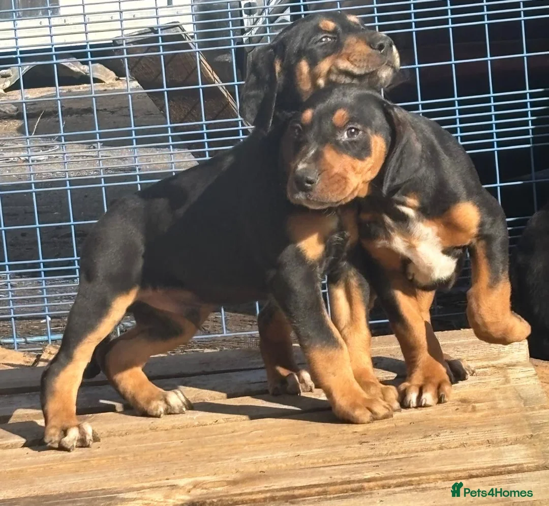 Mixed Breed dogs for sale: Lurcher x dobermen in Doncaster - Advert 30