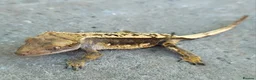 Gecko reptiles for sale: Crested Geckos hatchlings and male juveniles  - Advert 10