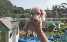 Miniature Dachshund dogs for sale: Miniature Cream Dachshund Puppies KC Reg   - Image 13