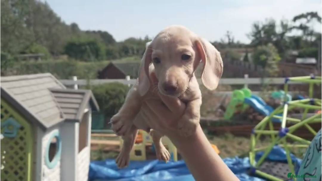 Miniature Dachshund dogs for sale: Miniature Cream Dachshund Puppies KC Reg   - Image 13