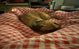 Mixed Breed dogs for sale: Rehome - Image 2